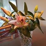 Anne Winston - @anne.winston.374 - Instagram