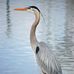 Lori Anne Withrow - Facebook