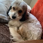 Anne Wolfe - @anne.wolfe3 - Instagram