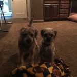 Anne Wolfe - @annewolfe711 - Instagram