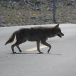 Anne Wolfe - @wolfie5793 - Instagram