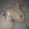 annetta_meow_mrrr - @annetta_meow_mrrr - TikTok