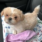 Jill Annette Barbee - @wednesdaypuppy - Instagram
