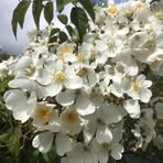 Annette Beck - Facebook