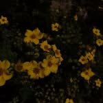 lily annette case - @lilicscase - Instagram
