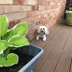 Annette Chalmers - Facebook
