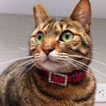 Annette Chen - @annettechen1964 - Instagram
