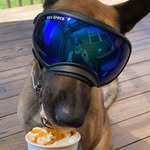 Annette Cross-Peralta - @remy4paws - Instagram