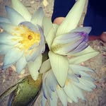 Annette Dodge - @asdodge156 - Instagram