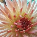 Annette Driver - @justsingannie - Instagram