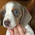 Annette Eccles - @downhomedachs - Instagram