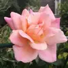 Annette Edgell535 - @annetteedgell0 - TikTok