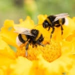Annette Eldridge - @busybuzzingbeehive - Instagram