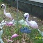 Annette Ferry - Facebook