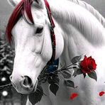 Annette Fleming - Facebook