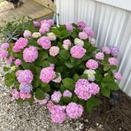 Annette Fleming - Facebook