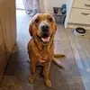 Annette Goodfellow - @annette.goodfello - TikTok