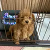 AnnetteHarding - @annettehardingfeeapw - TikTok