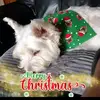 annettelanchesterharding - @annettelanchesterharding - TikTok