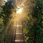 Annette Hare - @haresonthefarm - Instagram