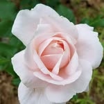 Annette Higgins - @annette.higgins.7 - Instagram
