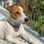 𝒜𝓃𝓃𝑒𝓉𝓉𝑒 - @annette_jackrussell - Instagram