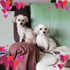 Annette Jansen - @annette.jansen6 - TikTok