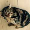 Annette Jansen schoonhoven - @annette_js - TikTok