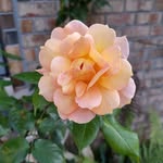 Annette Larson - @annette.larson.35 - Instagram