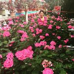 Annette Lim - @siewbian - Instagram