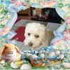 annettemoss491 - @annettemoss491 - TikTok