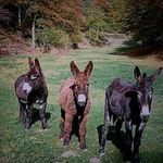 Annette Mueller - @annette.mueller.3367 - Instagram