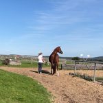 Annette Mueller - @annette_mueller_horseinbalance - Instagram