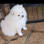 Annette Phelps West - @annettewest012424 - Instagram