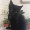 Annettepompom - @annettepompom - TikTok