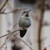 Peanut - @annetteporter719 - TikTok