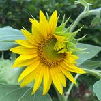 Annette Scribner - Facebook