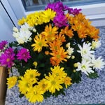 Annette Stein - @stein5866 - Instagram
