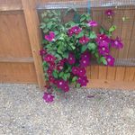 Annette Talbot - @amtalbot1 - Instagram