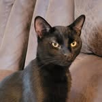 Annette Travis - @cats_first_2001 - Instagram
