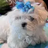 Annette Wright - @annette.wright74 - TikTok