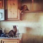Annette Yoder - @happyzeeweird - Instagram