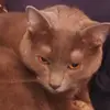 whiskers - @annigill - TikTok
