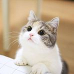 Anni Huang - Facebook