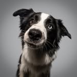 Anni , James & Bexter - @bordercollie_james_ - Instagram
