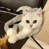 Anni james - @vasya_british_shorthair - TikTok