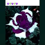 Annijames - @annijamesannijames - Instagram