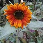 Anni Martínez - @annmartinez1956 - Instagram