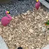 rossianni - @rossianni - TikTok