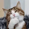 Shi Anni - @shi.anni - TikTok